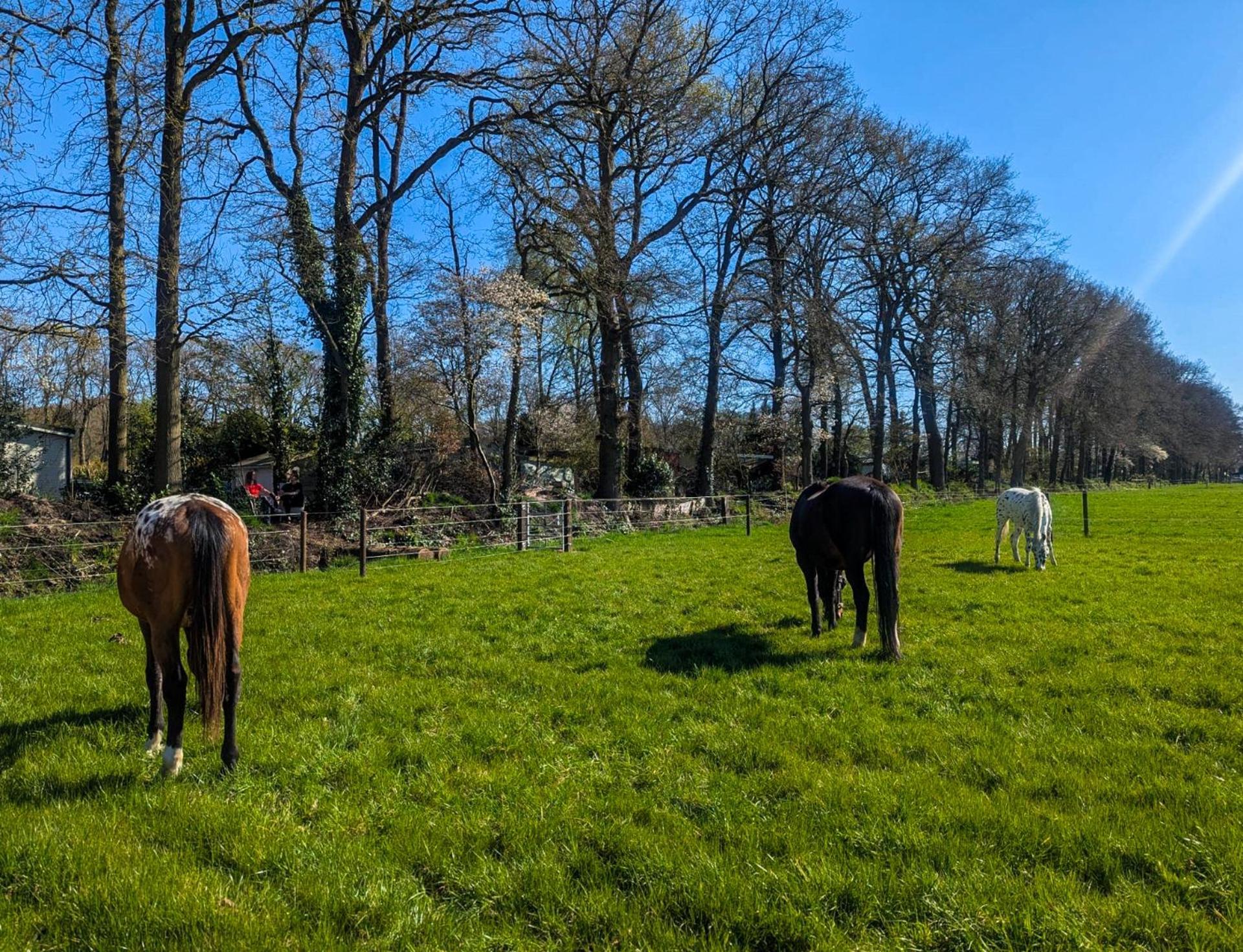 Hotel Chique Chalet Met Zicht Over De Weilanden Op De Veluwe Epe Εξωτερικό φωτογραφία