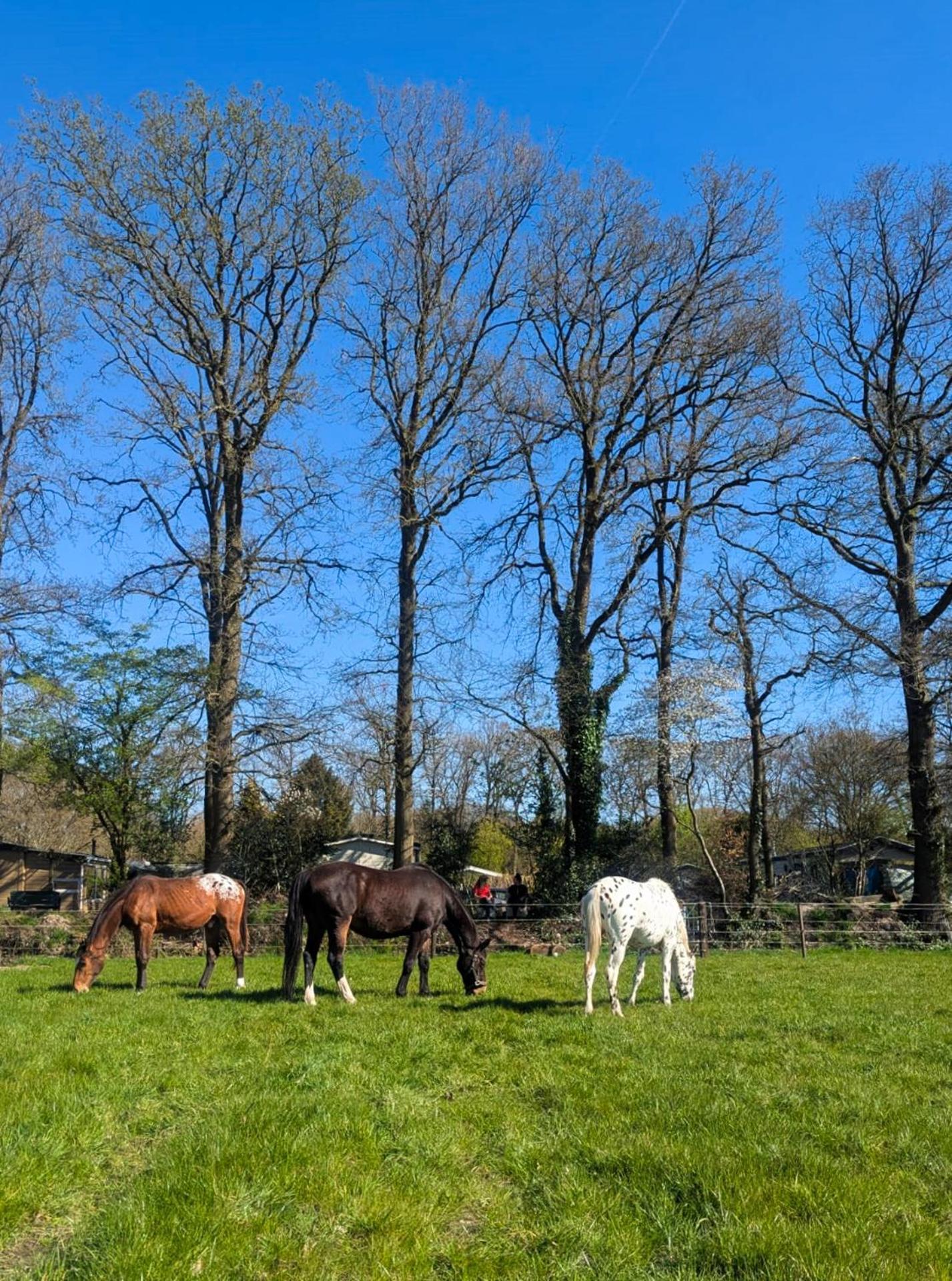 Hotel Chique Chalet Met Zicht Over De Weilanden Op De Veluwe Epe Εξωτερικό φωτογραφία